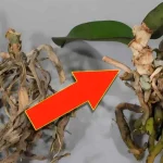 After seeing this tip, you will never throw away old orchids again