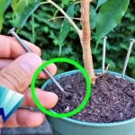 Because they’re all leaving a nail in their plants before going on vacation