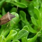 Bedbugs in the house, this beautiful plant is miraculous: it keeps them all away