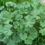 Common Mallow Plants: Most people say it’s a weed, but no, this plant is a real treasure