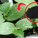 Cucumbers and tomatoes doubled in 3 days with this move – try it now