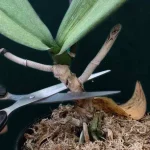 Cut the orchid stem, the result will amaze you: what happens 24 hours later