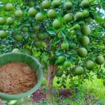 Disproportionate lemon harvest, just apply this natural fertilizer