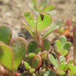 Do Not Remove This Plant from Your Garden: It’s Invaluable
