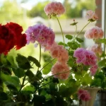 Do this and your flowers will bloom all year round – use this natural ingredient