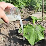From now on, you will only water your cucumbers with this: With this secret ingredient, you will have a double harvest