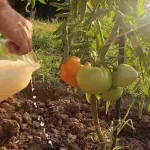 Give it to all your garden plants and you will have bags full of harvest