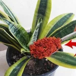 Goodbye parasites and fungi on plants, with this ingredient they will not return