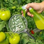 Here’s how to naturally prevent the appearance of aphids and other pests in the garden