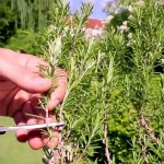 How to infinitely reproduce rosemary in water, it will take just a few minutes