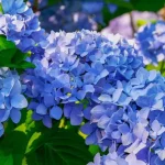 Hydrangeas, you only need a cup to make them blue: use this magic trick