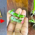 If you know this secret, millions of orchids will grow in your garden