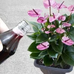 It seems incredible but there will be an explosion of flowers with just one application