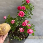 Leave 1 potato on the plant overnight: the next day you will find something unique