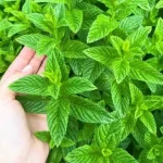 Mint always fresh and lush, but only if you plant it in this unexpected place
