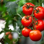 No tomatoes next to your cucumbers: gardening secrets for a more productive planting and vegetable garden