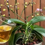 Only 1 cup per month will be enough: both flowers and roots will bloom all year round