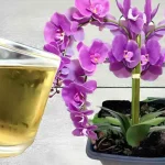 Orchid, water it with this: you will be amazed immediately after trying