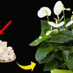 Peace lily, only with this ingredient it blooms for up to 10 years in a row