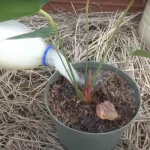 Powerful homemade fertilizer, with 2 ingredients you revive every single plant
