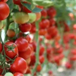 Pruning tomatoes, never make this mistake: they rot within a few days