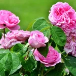 Rose bush: 3 little-known tips (but which work every time!) to trigger incredible flowering