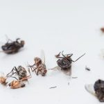 Since I discovered this method I no longer have any flies or gnats at home