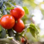 Sow these plants next to tomatoes and you will have an incredibly good harvest