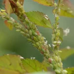The Unexpected Kitchen Ingredient That Keeps Aphids Off Your Plants