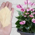 The organic fertilizer most recommended by nurserymen: you will have green, beautiful and healthy roots