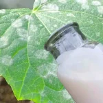 The strongest defense for the garden against all types of diseases: no more yellow leaves