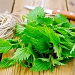 The unsuspected benefits of nettle: a treasure for your health and well-being