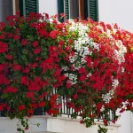 These flowers should never be placed on the balcony, they will die shortly: remove them