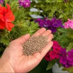 This ingredient will make the garden explode in bloom – you won’t stop doing it