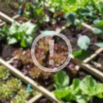 This plant is poisonous, many grow it in their gardens: check if you have it