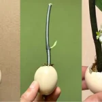 This trick makes branches and seedlings grow quickly: they won’t stop flowering