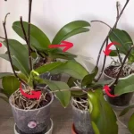 Try doing this to your orchids: you will see how spectacular they bloom shortly after