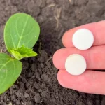 With this method even dead vegetables will grow and not get sick