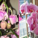 Withered orchid, there is still hope: with this ingredient it comes back to life